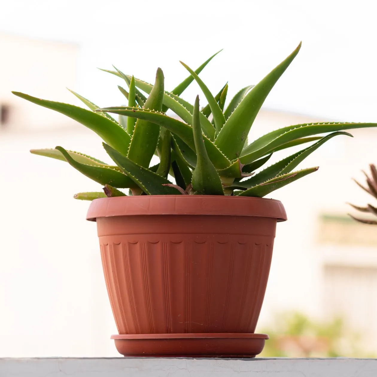 Saksıda aloe vera (Aloe vera), etli dişli-kenarlı yaprak rozeti