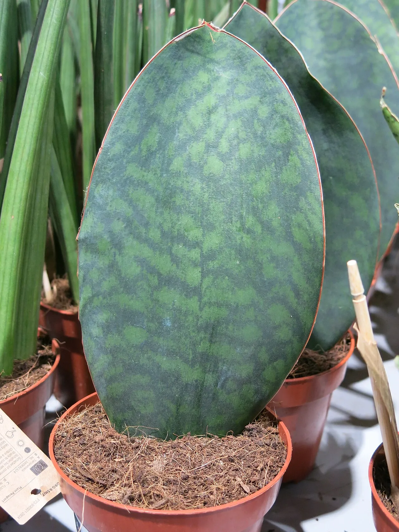 Saksıda balina yüzgeci (Sansevieria masoniana), tek geniş benekli balina-yüzgeci yaprağı