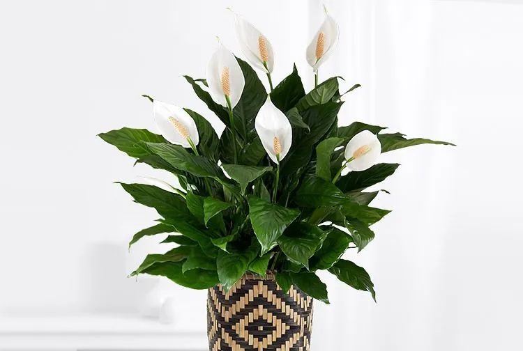Saksıda barış çiçeği (Spathiphyllum), beyaz spathe çiçekleri ve parlak koyu yeşil yaprakları
