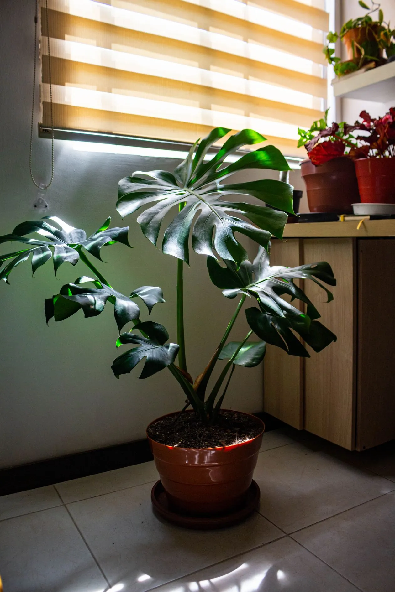 Saksıda deve tabanı (Monstera deliciosa), yarıklı (fenestrasyonlu) büyük yaprakları