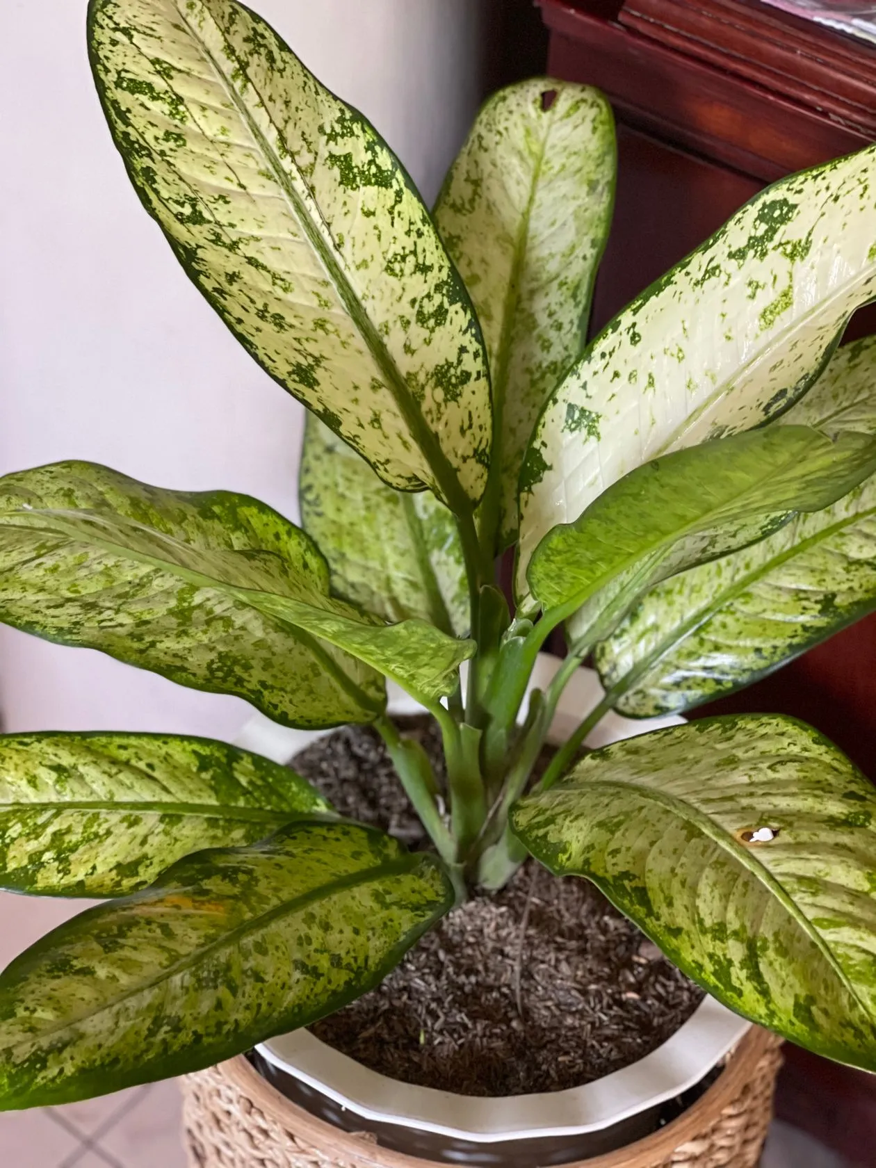 Saksıda difenbahya (Dieffenbachia), krem-yeşil benekli geniş alacalı yaprakları