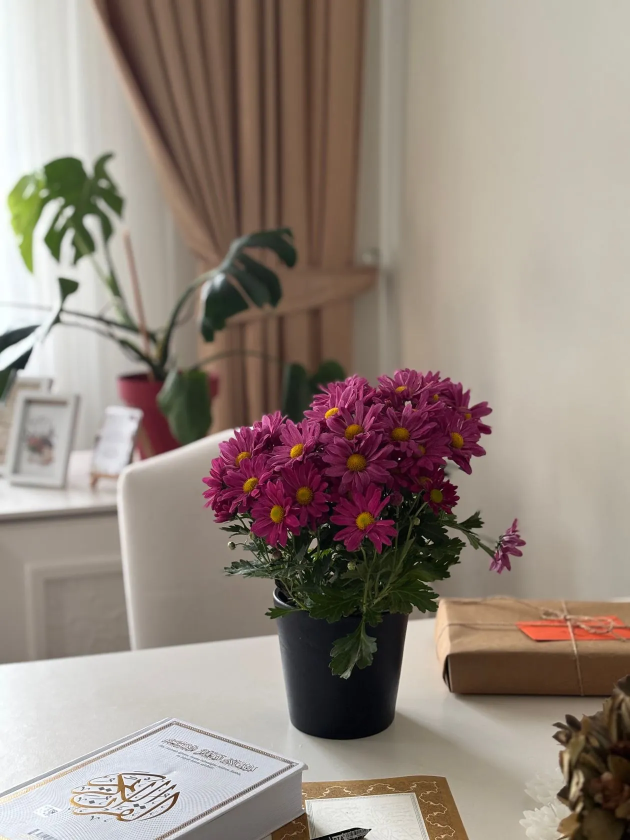 Saksıda pembe kasımpatı (Chrysanthemum), evde masada gür çiçek kümesi