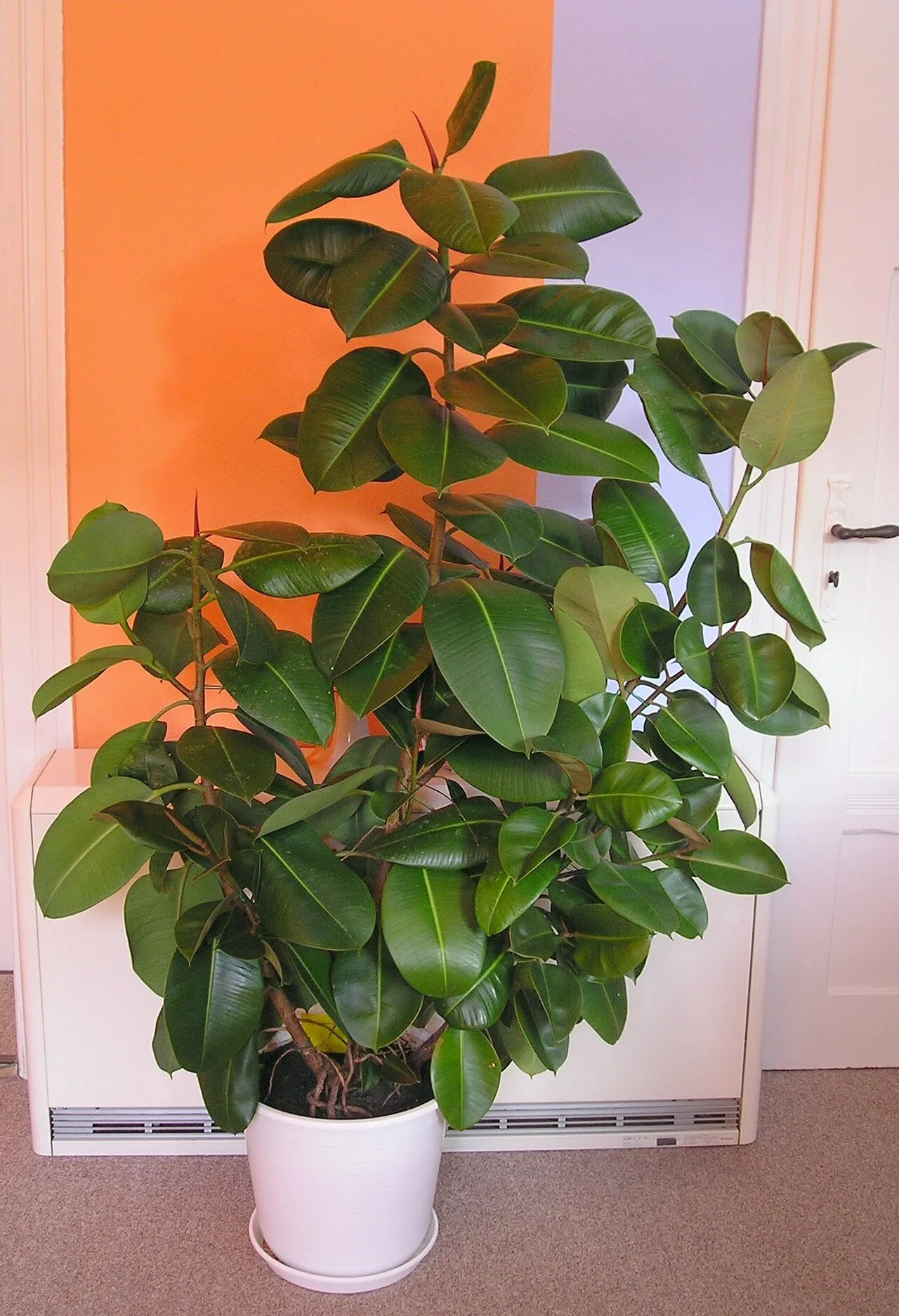 Saksıda kauçuk (Ficus elastica), kalın parlak koyu yeşil yaprakları