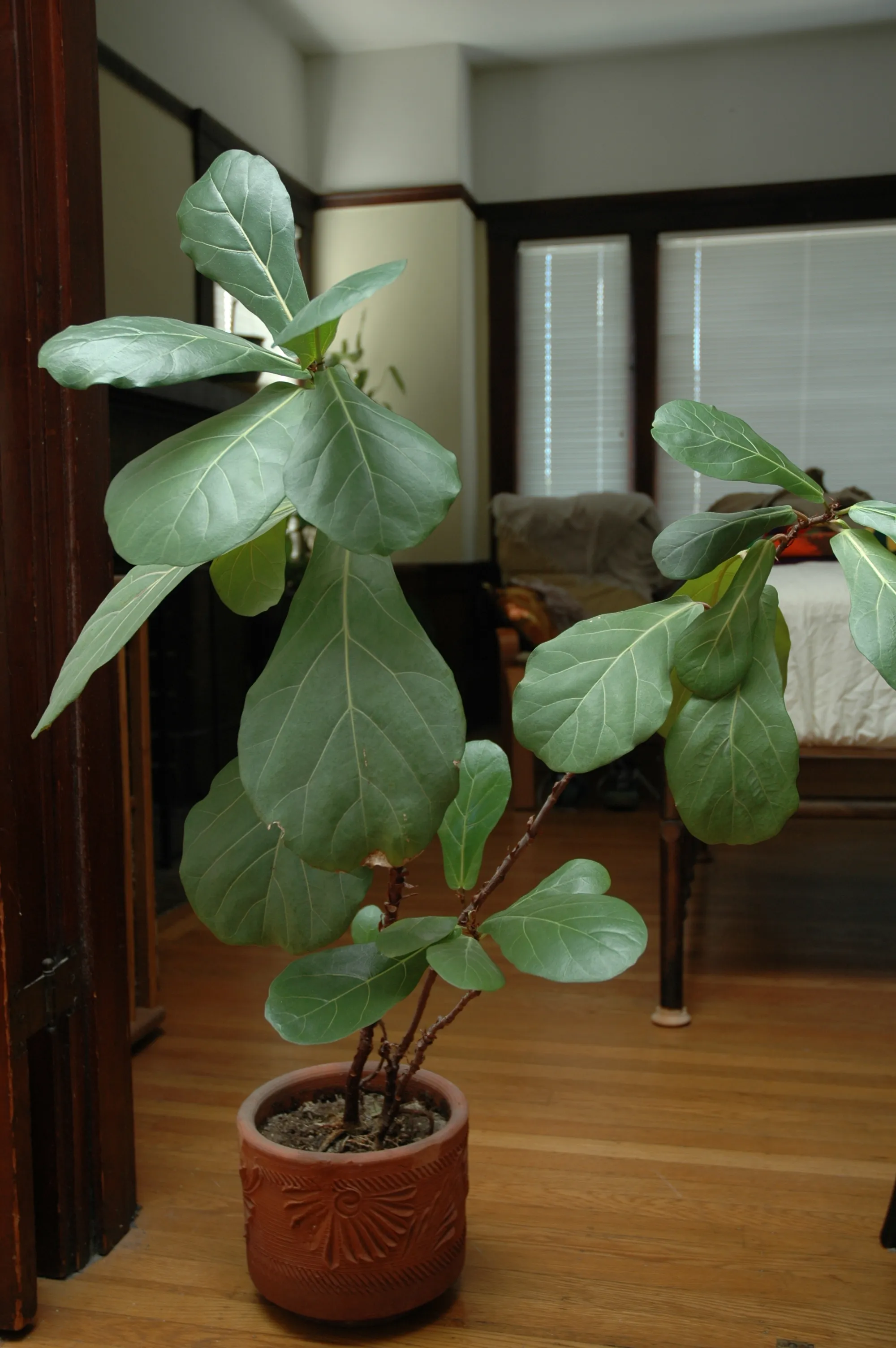 Saksıda keman yaprağı (Ficus lyrata), keman biçimli büyük yaprakları ve dik gövdesi