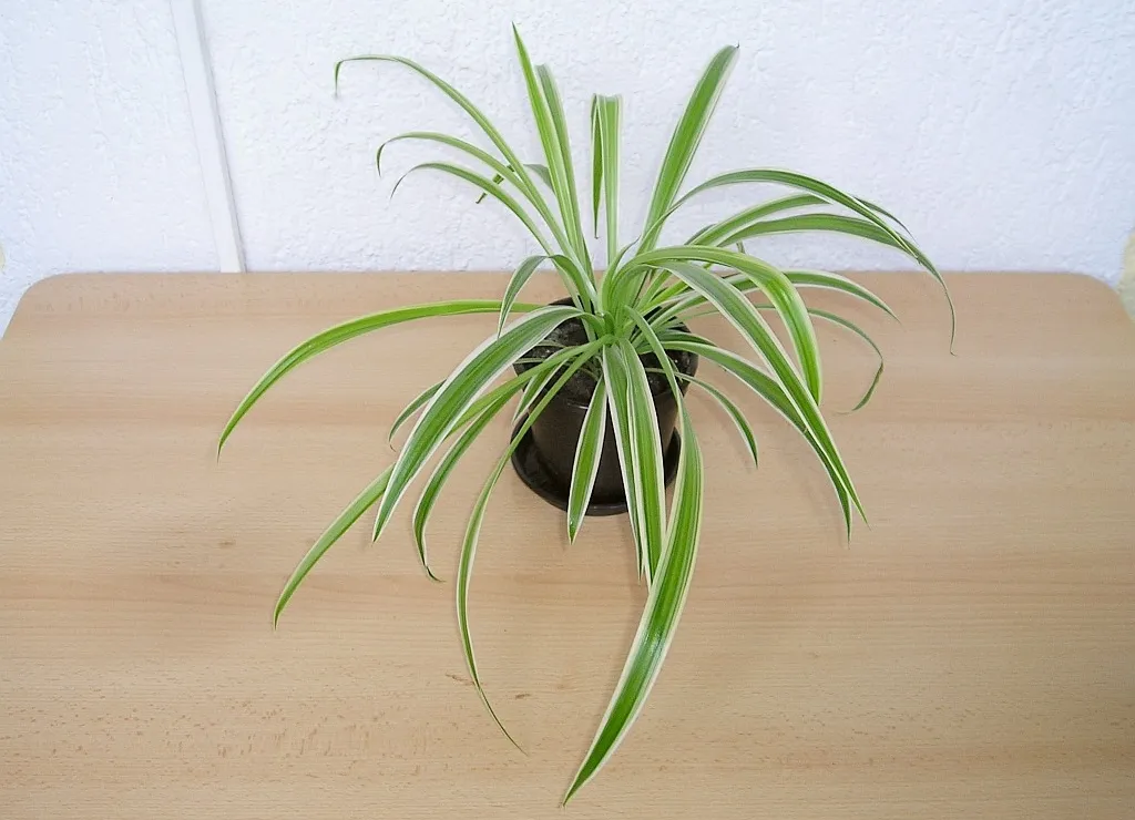 Saksıda kurdele çiçeği (Chlorophytum comosum), yeşil-beyaz alacalı kavisli yaprak rozeti