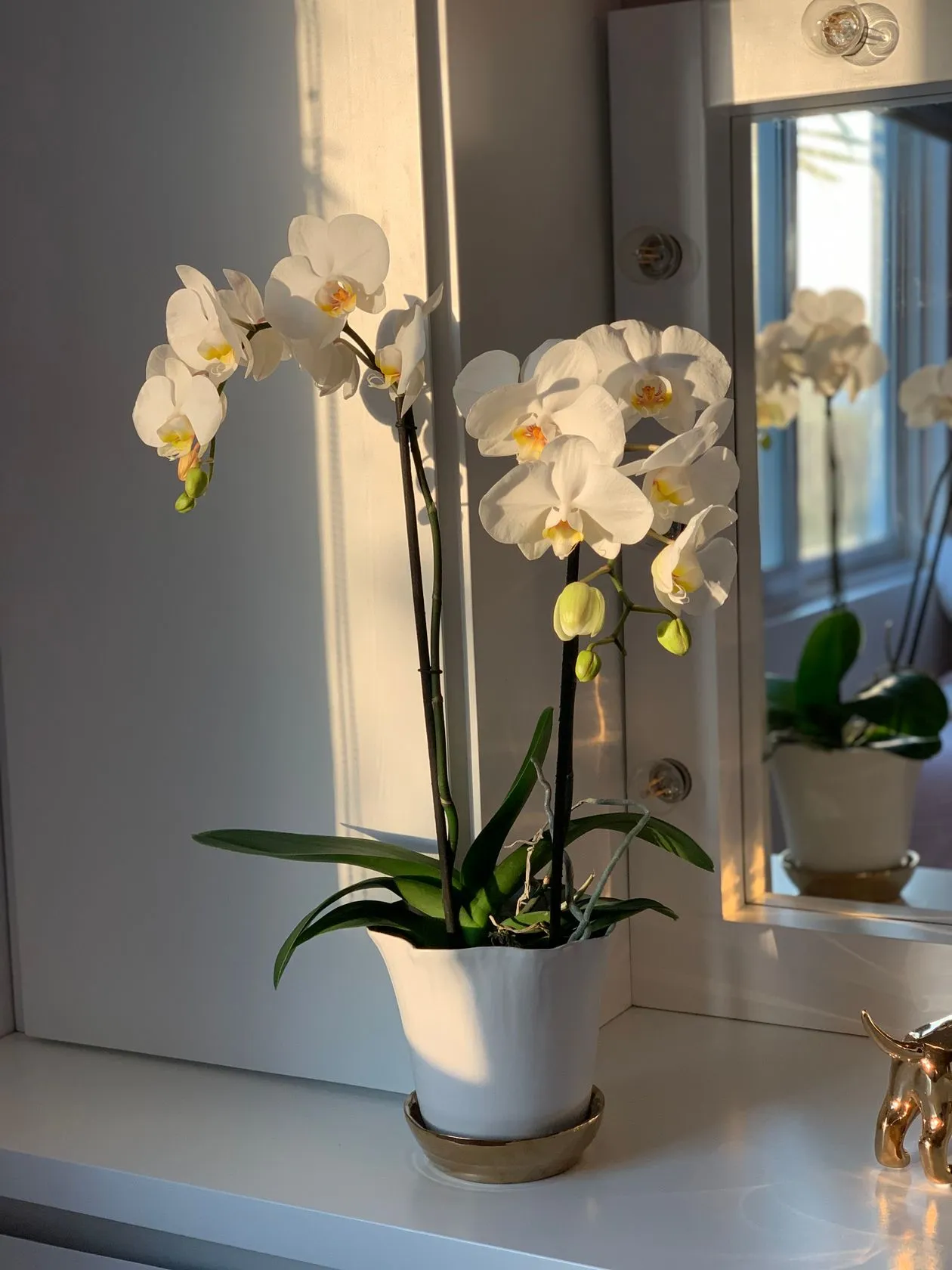 Saksıda beyaz Phalaenopsis orkide; iki çiçek dalı, tomurcuk, yaprak ve saksısıyla bütün bitki