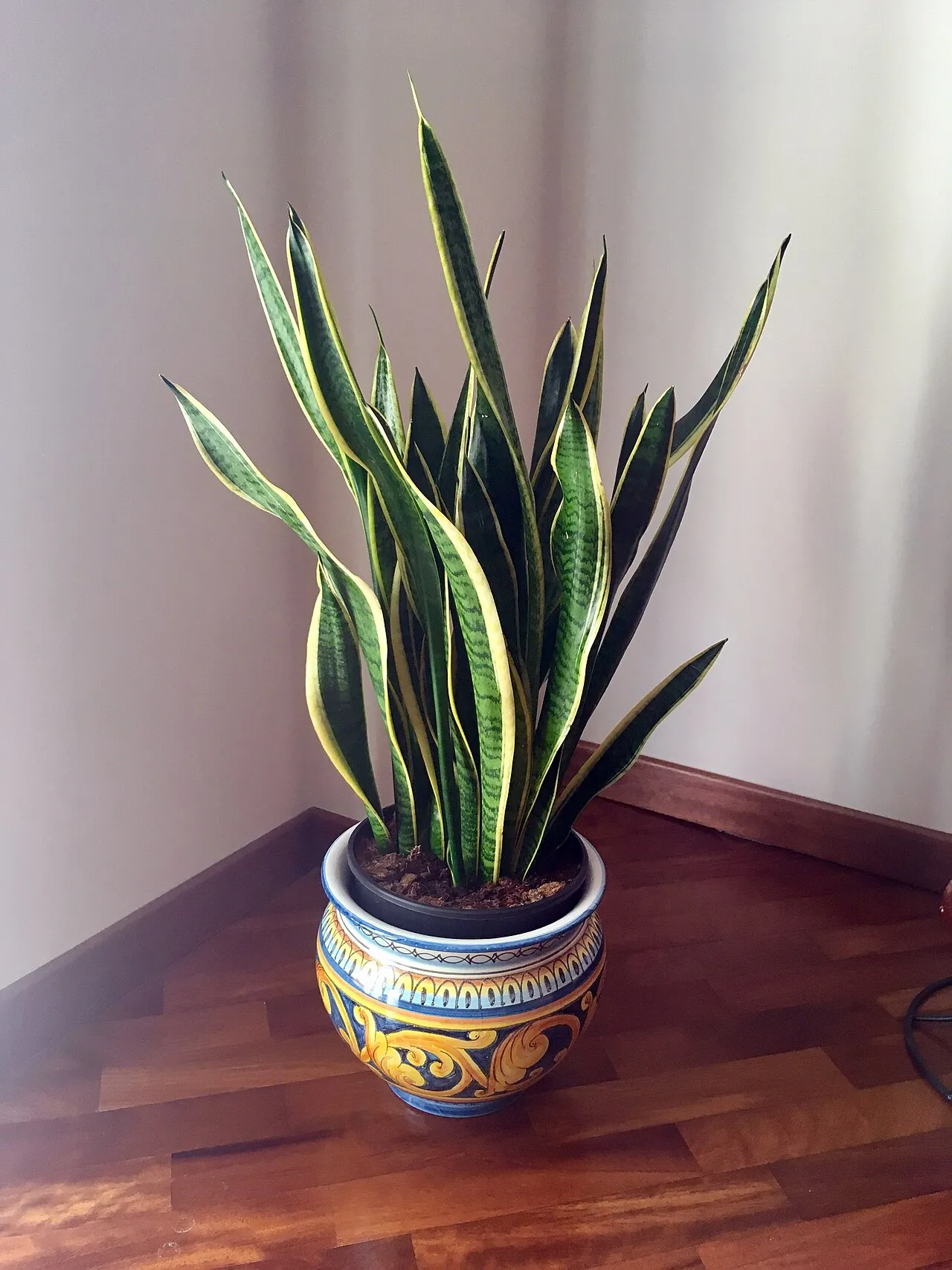 Saksıda paşa kılıcı (Sansevieria trifasciata), sarı-kenarlı dik kılıç yaprakları