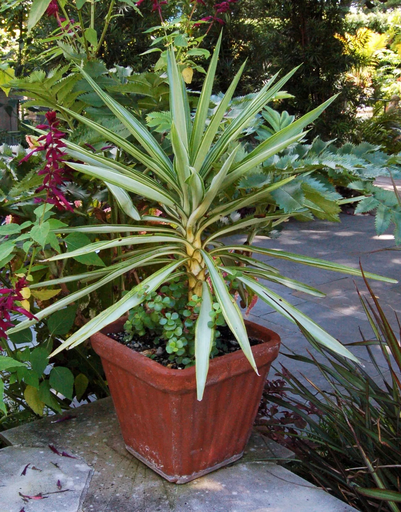 Saksıda yukka (Yucca elephantipes), kılıç biçimli alacalı yaprak rozeti