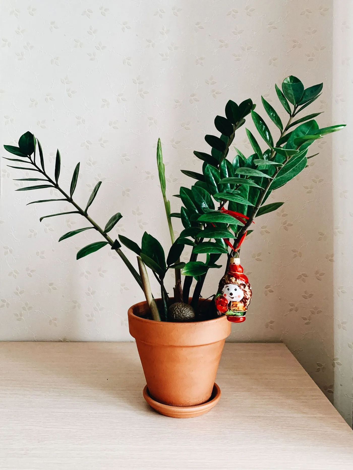 Terrakotta saksıda Zamia (Zeze) / ZZ bitkisi (Zamioculcas zamiifolia), parlak koyu yeşil tüysü yaprakları