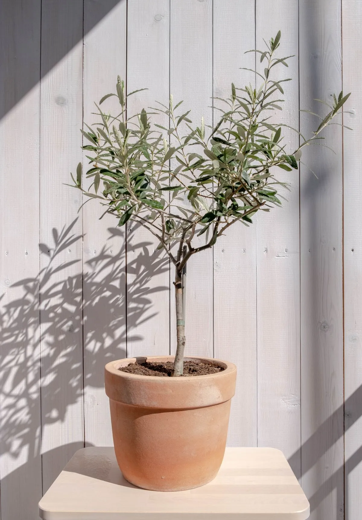 Terakota saksıda genç zeytin ağacı (Olea europaea), gümüşi dar yapraklar